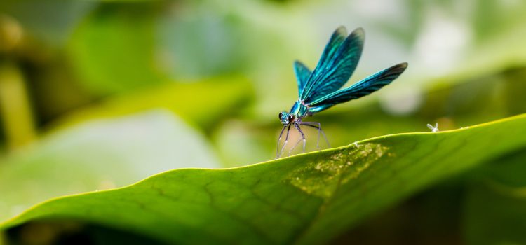 Libelle am Gartenteich