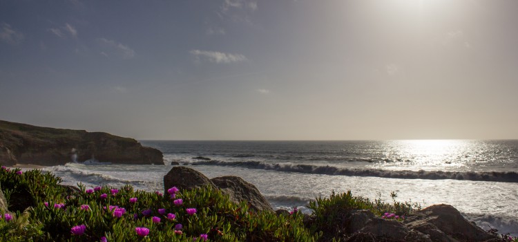 Sea Otter: Weg von San Francisco nach Monterey