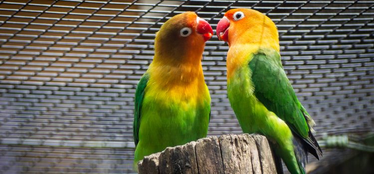 Schwarzwaldzoo: Ein gemütlicher Tag in Waldkirch